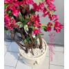 درخت گل کاغذی
